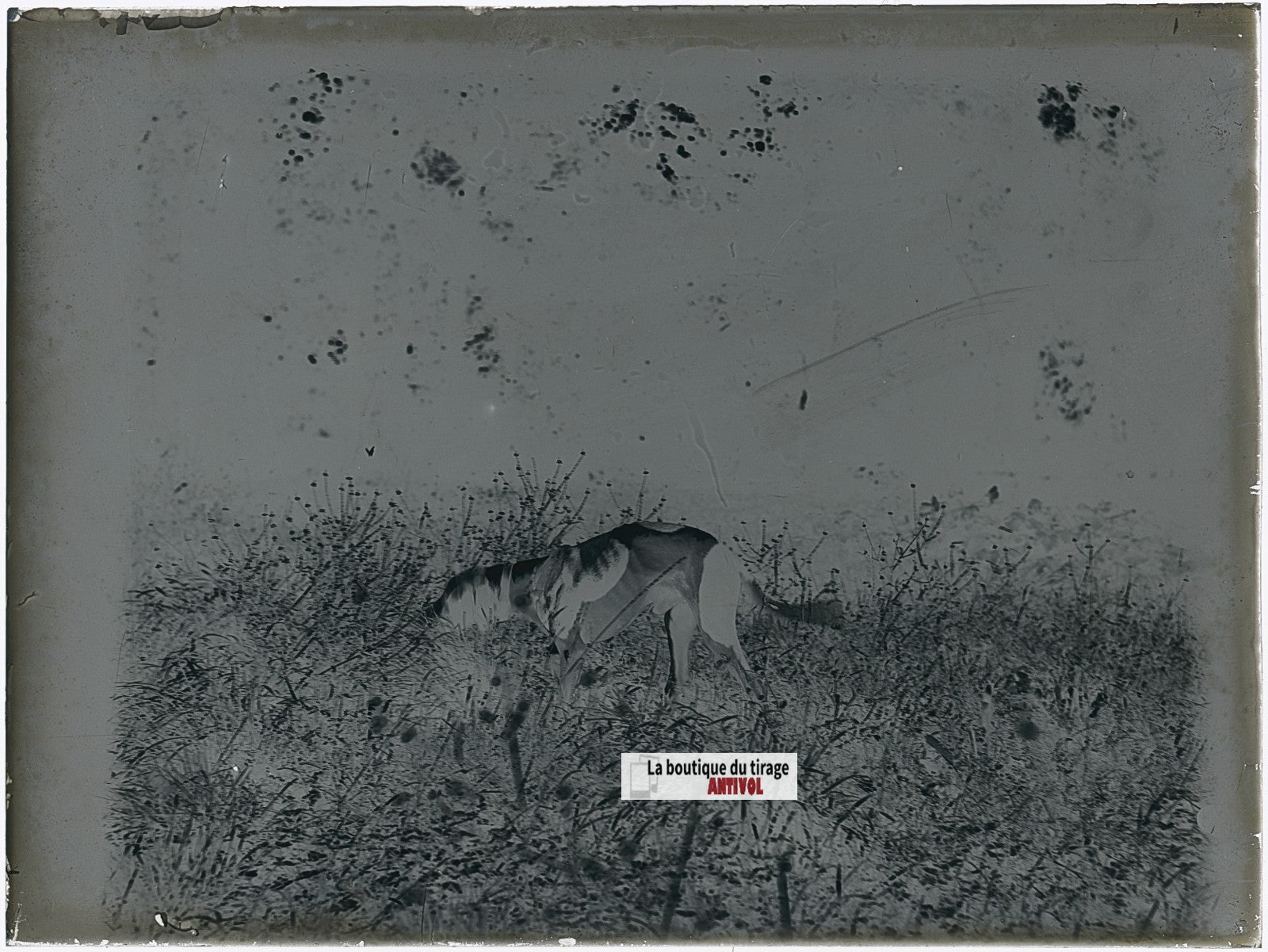 Chien de chasse, plaque verre, photo ancienne, négatif N&B 9x12 cm