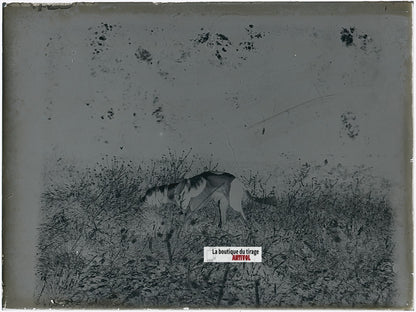 Chien de chasse, plaque verre, photo ancienne, négatif N&B 9x12 cm