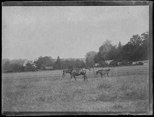 Plaque verre photo ancienne négatif noir et blanc 4x6 cm chevaux château Bailly