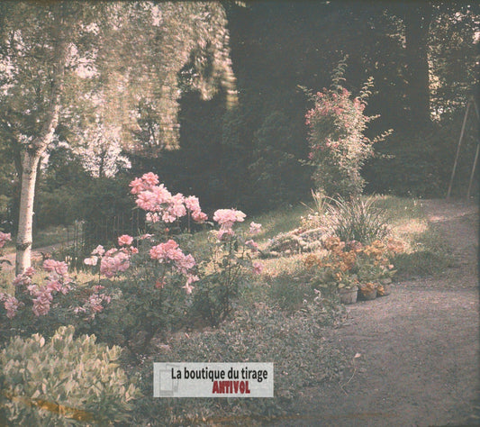 Massif de roses, Écully, plaque verre, photo ancienne stéréo 6x13 cm Autochrome