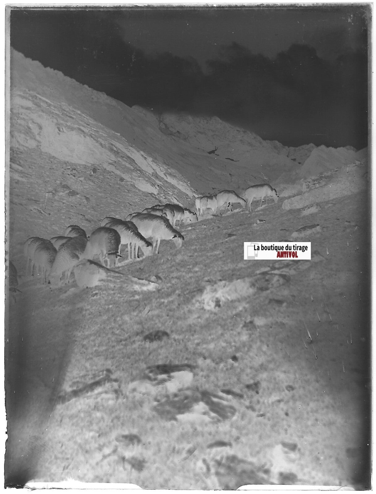 Montagne, brebis, Plaque verre photo ancienne, négatif noir & blanc 9x12 cm