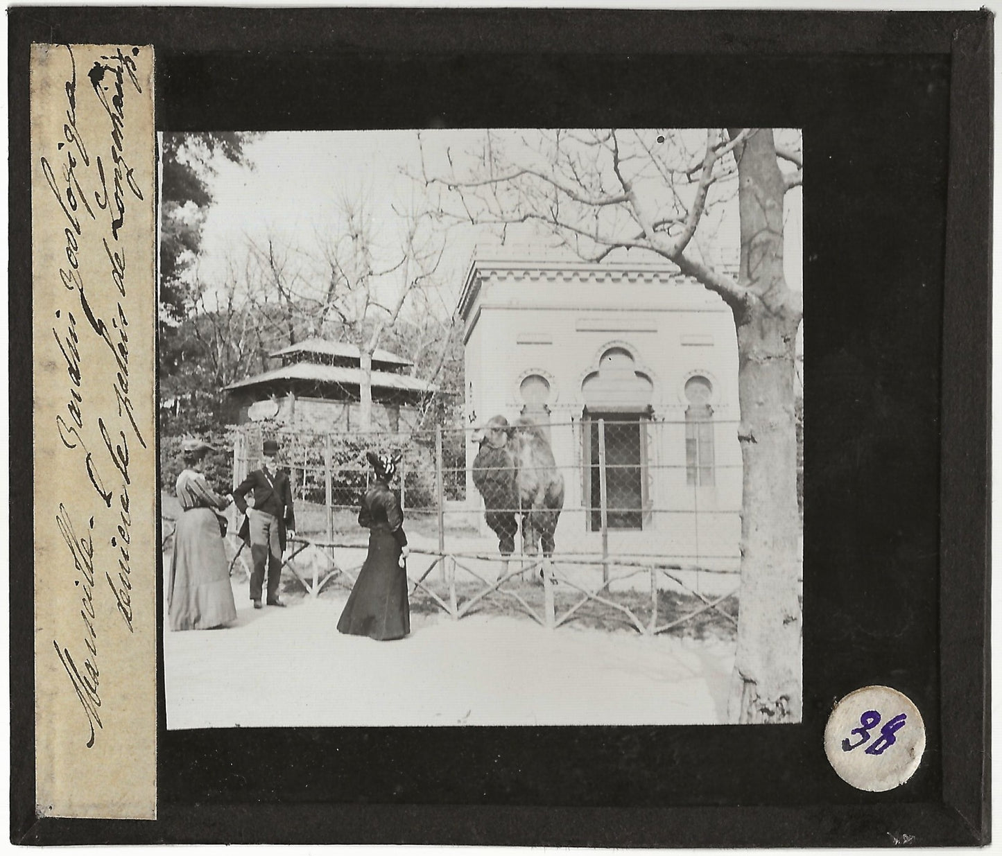 Zoo de Marseille, Palais Longchamp, photo plaque de verre, positif 8,5x10 cm