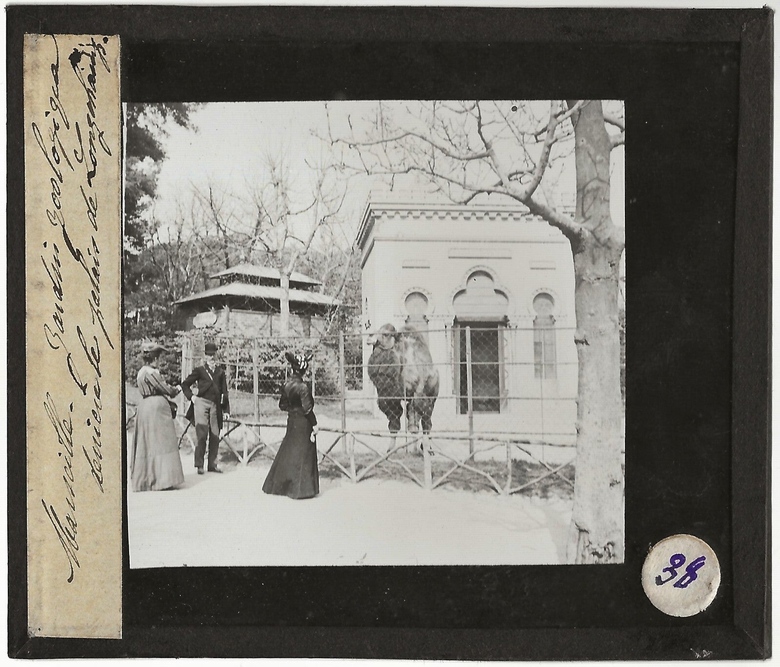 Zoo de Marseille, Palais Longchamp, photo plaque de verre, positif 8,5x10 cm