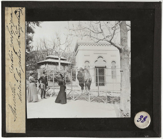 Zoo de Marseille, Palais Longchamp, photo plaque de verre, positif 8,5x10 cm