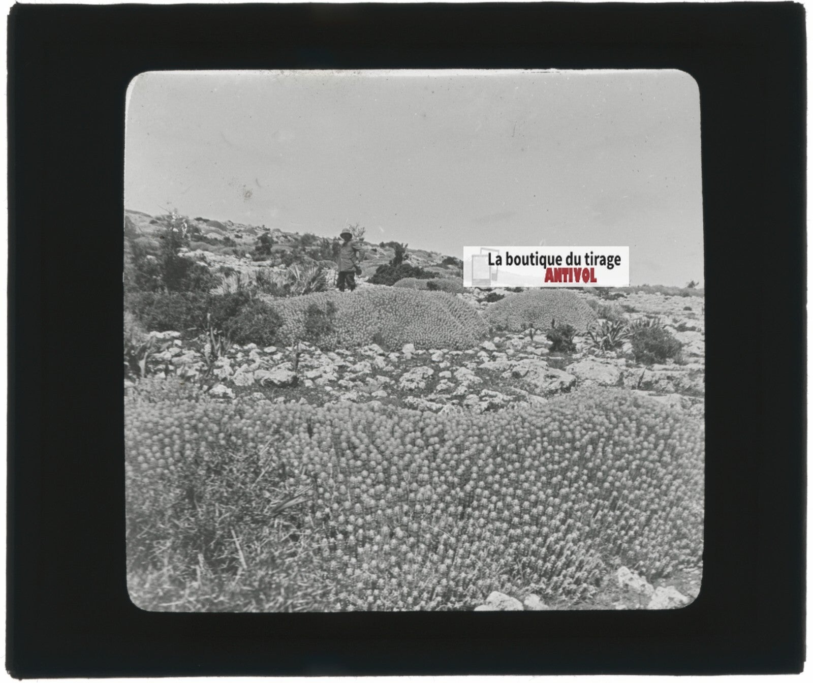 Euphorbe résinifère, Maroc, paysage, photo plaque verre, positif 8,5x10 cm