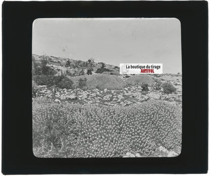 Euphorbe résinifère, Maroc, paysage, photo plaque verre, positif 8,5x10 cm
