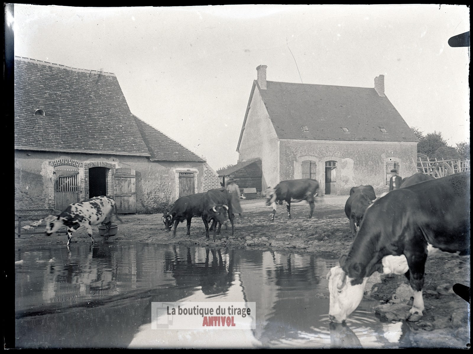 Ferme, campagne, vaches, plaque verre, photo ancienne, négatif 9x12 cm
