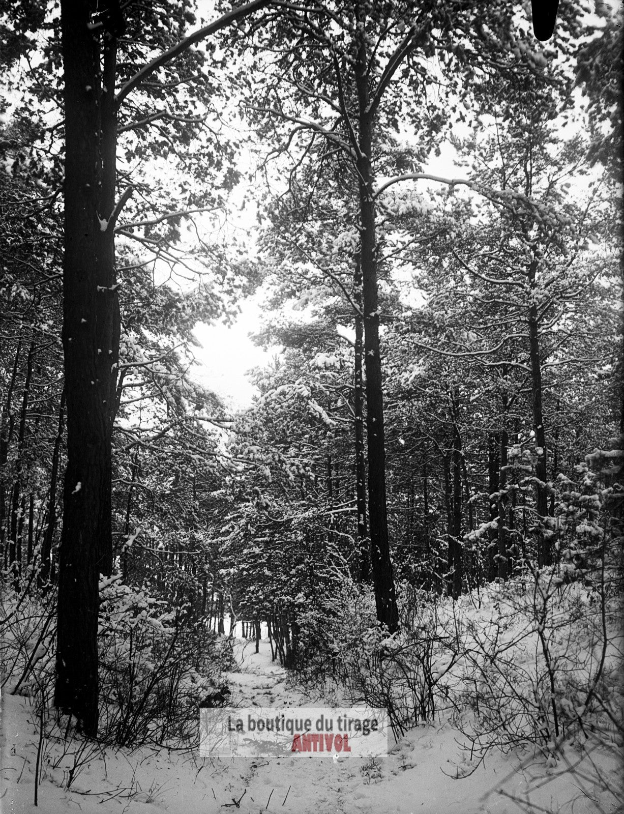 Hiver en forêt, montagne, plaque verre, photo ancienne, négatif 9x12 cm