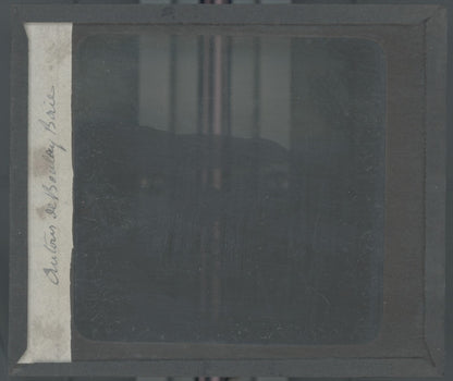 Paysage, mer, pins, nature, photo ancienne plaque de verre, positif 8,5x10 cm