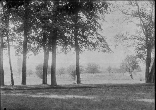 Plaque verre photo ancienne négatif 13x18 cm paysage parc arbres, écureuil 