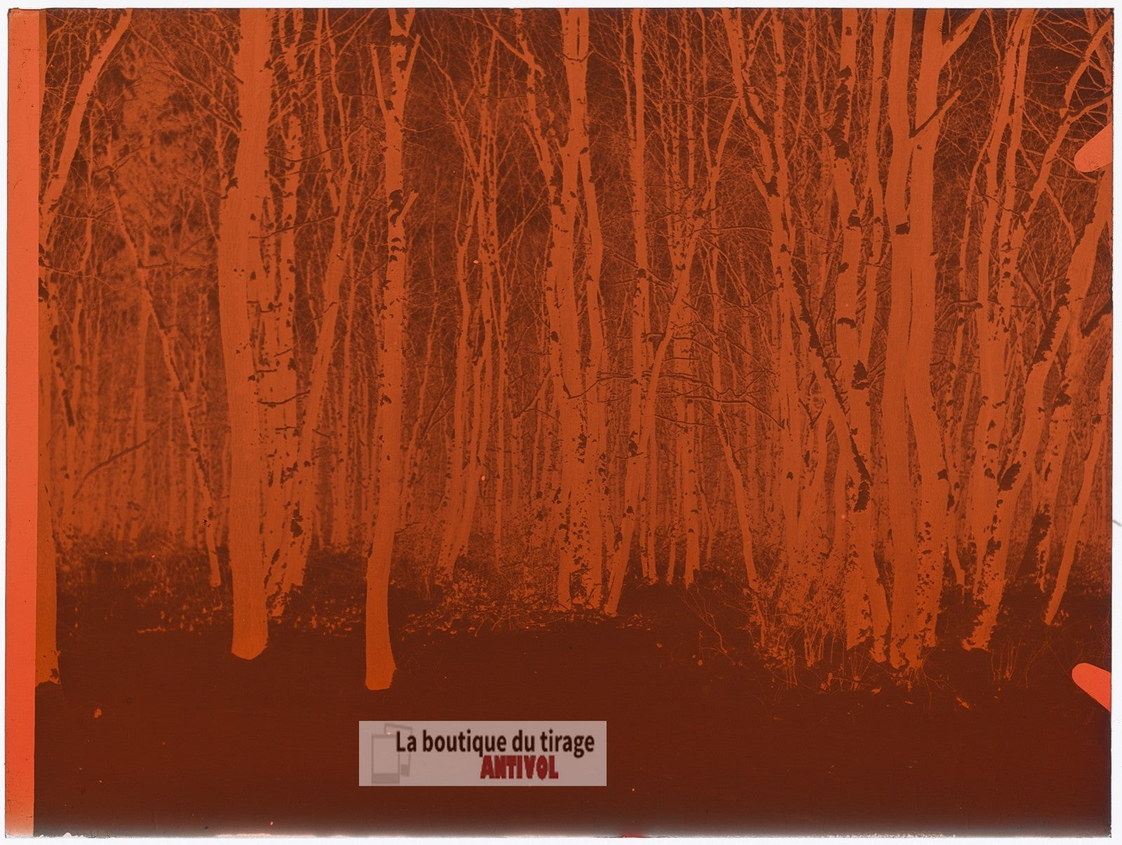 Sous-bois enneigé, paysage forêt, plaque verre, photo ancienne, négatif 9x12 cm