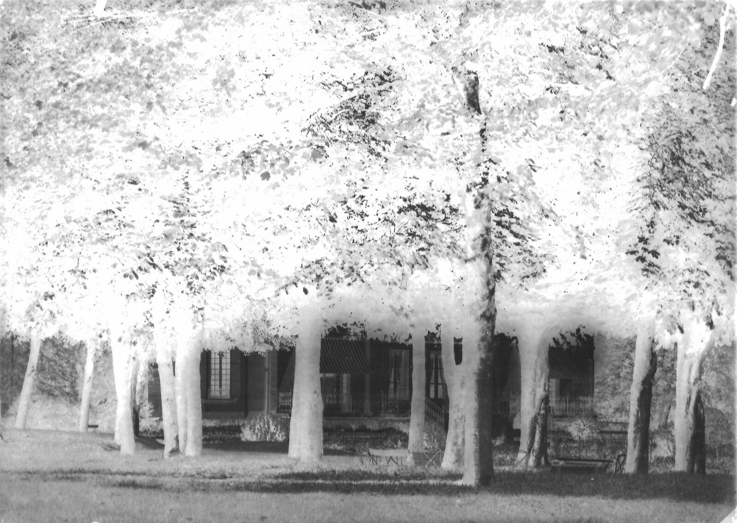 Plaque verre photo ancienne négatif 13x18 cm paysage parc bois, château France