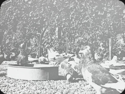 Pigeons, oiseaux, campagne, photo ancienne plaque de verre, positif 8,5x10 cm