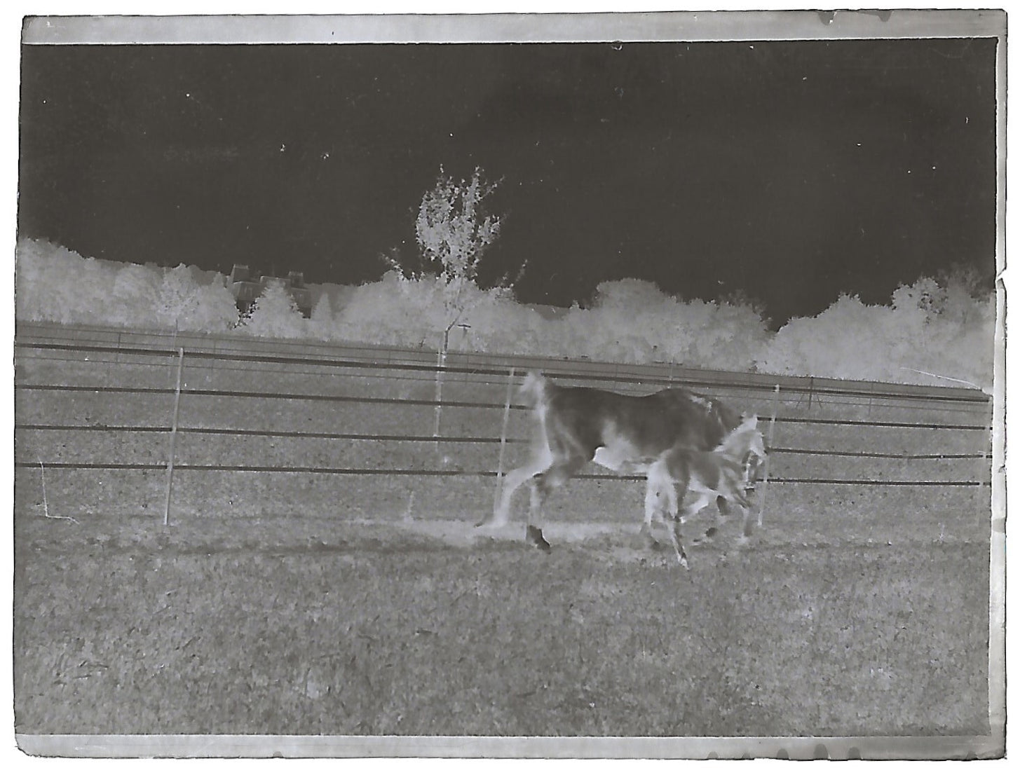France Bailly, Renard, poulain, photos plaque de verre, lot de 9 négatifs 4x6 cm