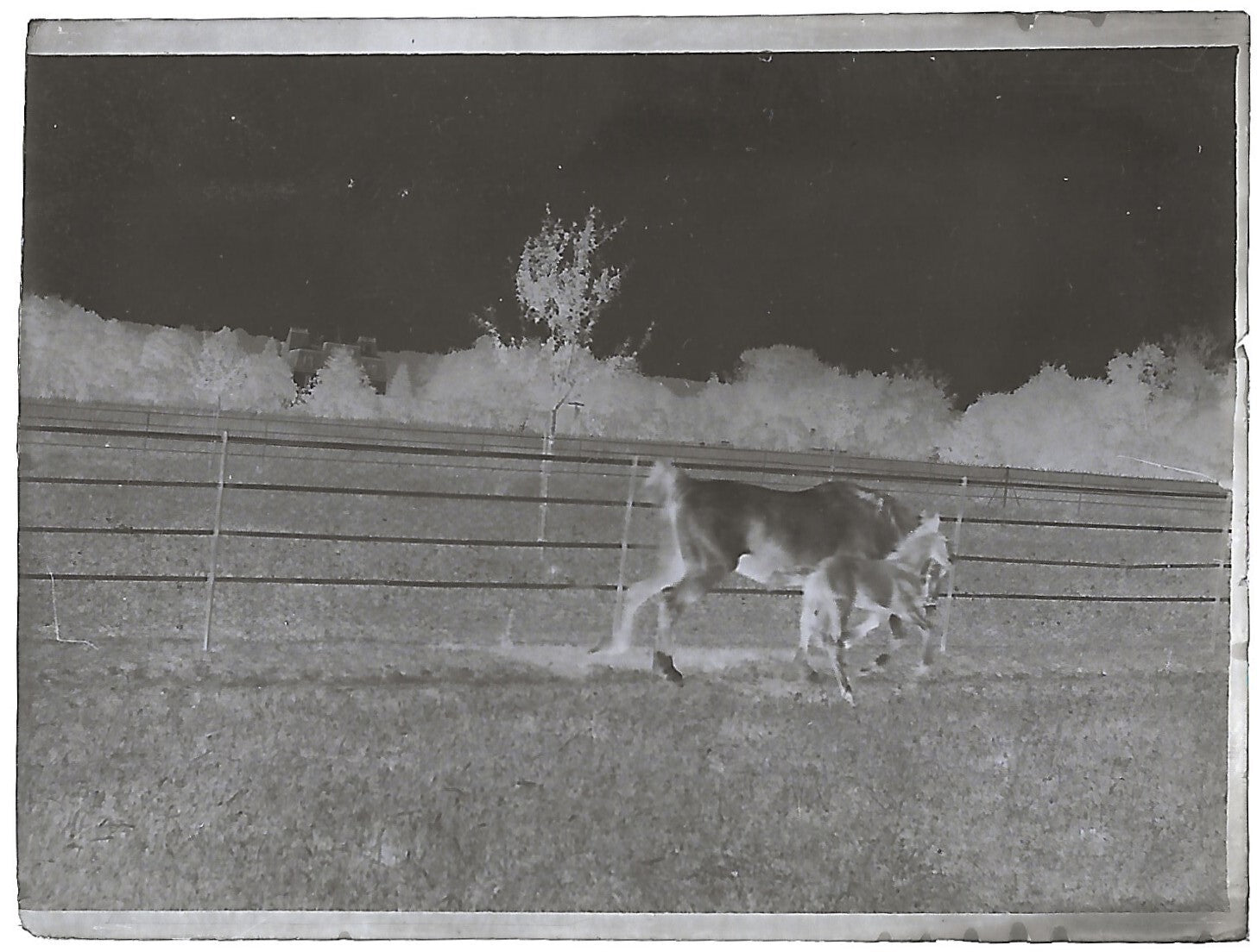 France Bailly, Renard, poulain, photos plaque de verre, lot de 9 négatifs 4x6 cm