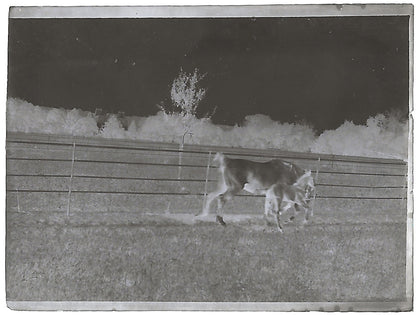 France Bailly, Renard, poulain, photos plaque de verre, lot de 9 négatifs 4x6 cm