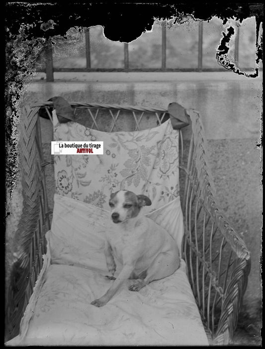 Portrait chien, Plaque de verre photo ancienne, négatif noir & blanc 9x12 cm