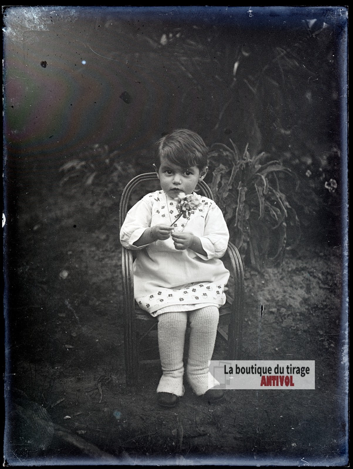 Jeune enfant tenant une fleur, plaque verre photo ancienne, négatif 9x12 cm
