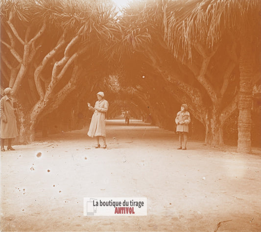 Jardin d'essai Hamma, Alger Algérie, plaque verre photo ancienne stéréo 6x13 cm