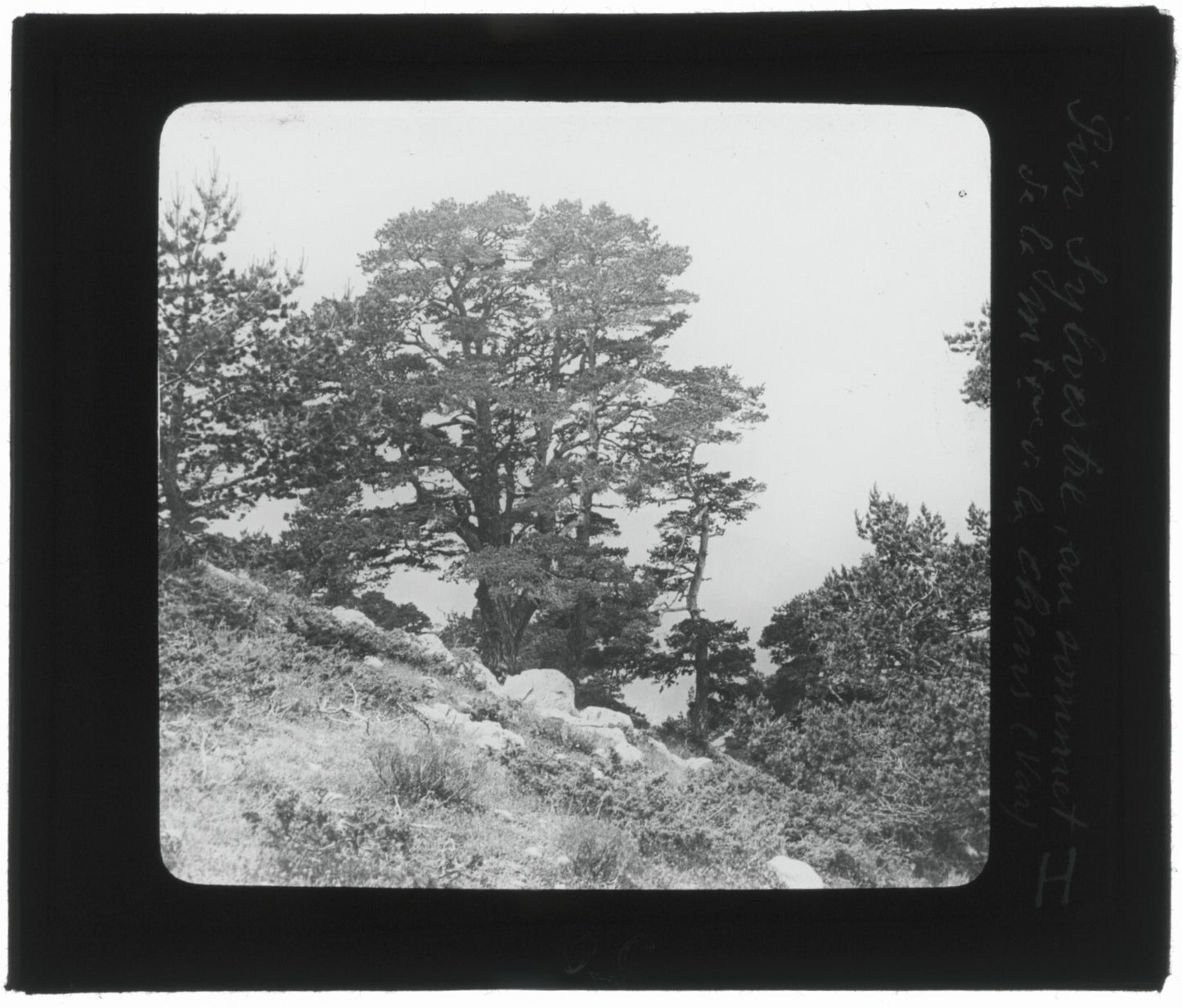 Montagne de Lachens, Var, photo ancienne plaque de verre, positif 8,5x10 cm