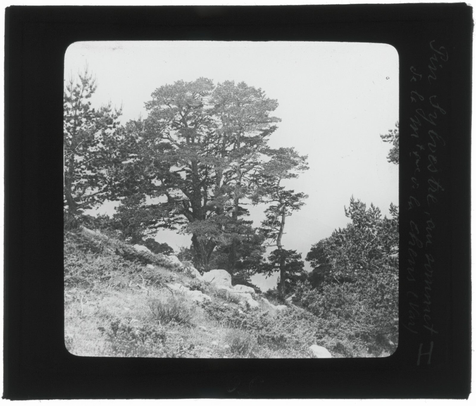 Montagne de Lachens, Var, photo ancienne plaque de verre, positif 8,5x10 cm