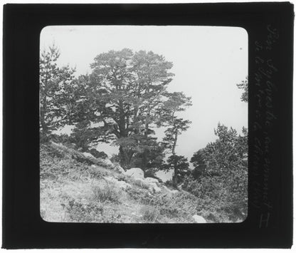 Montagne de Lachens, Var, photo ancienne plaque de verre, positif 8,5x10 cm