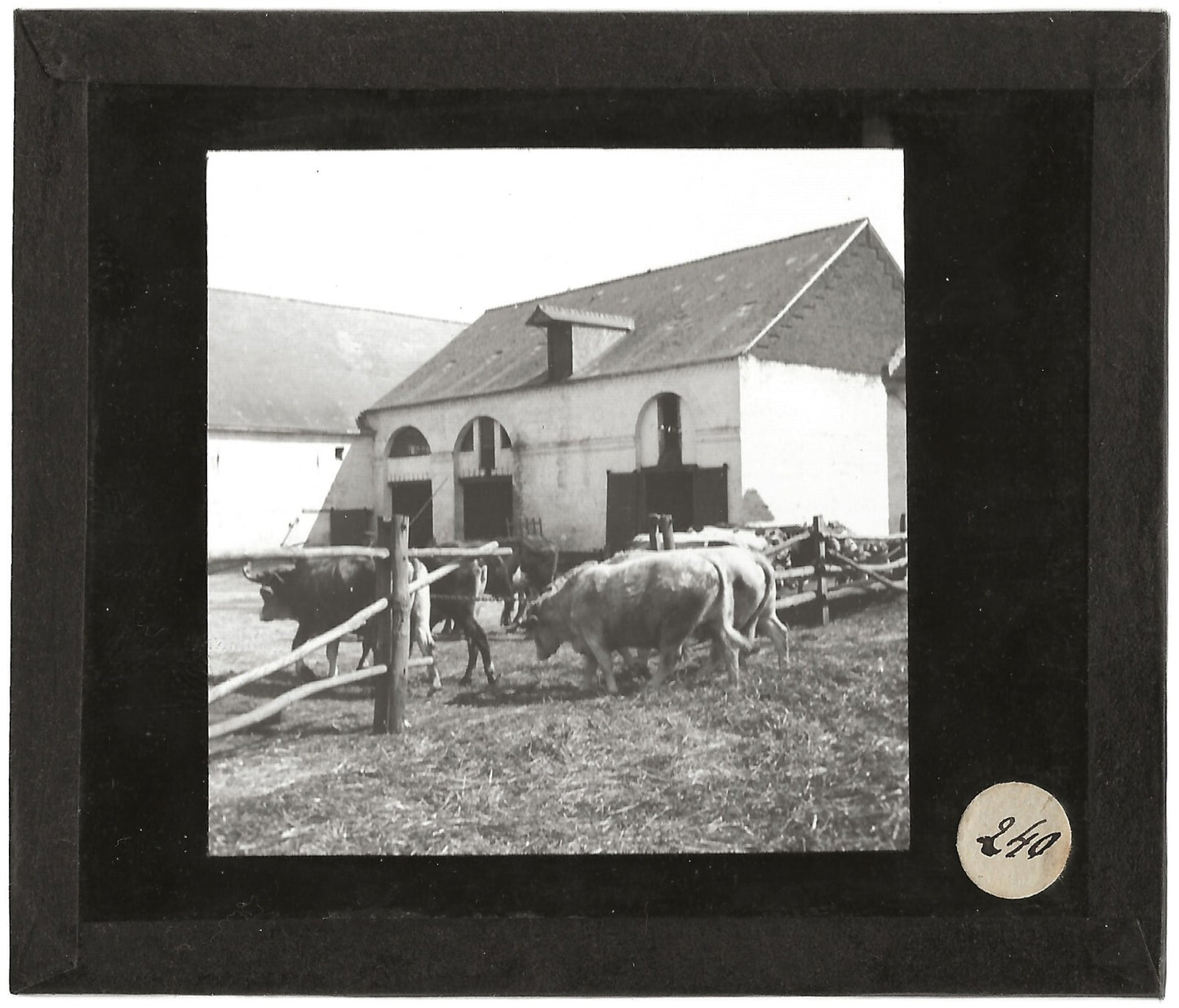 Vaches, Cerny-lès-Bucy, photo ancienne plaque de verre, positif 8,5x10 cm