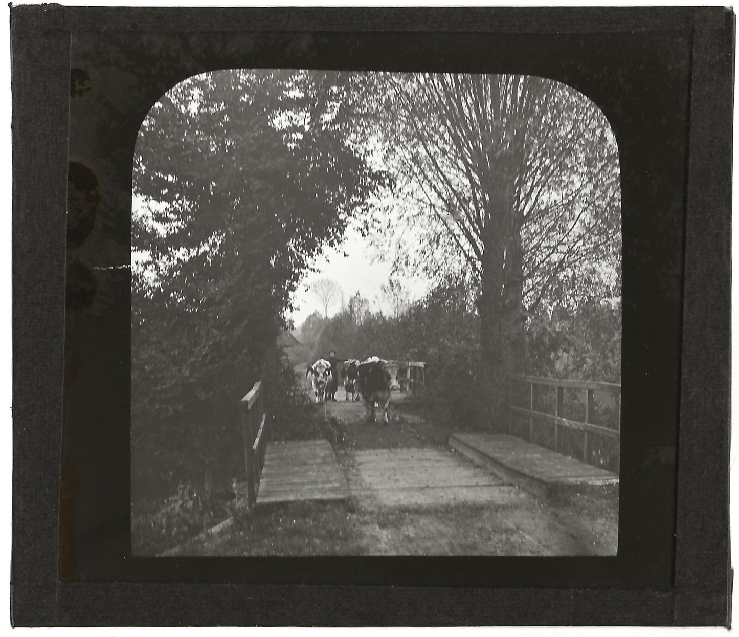 Campagne France, vaches au pâturage, photo plaque de verre, positif 8,5x10 cm