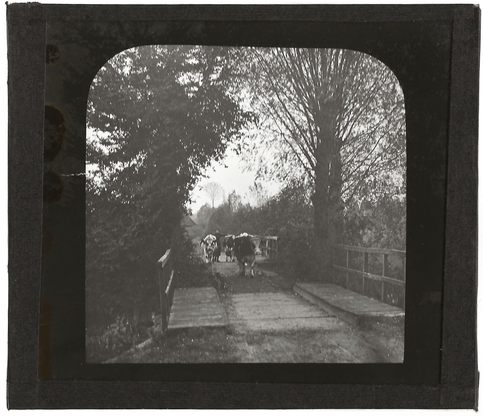 Campagne France, vaches au pâturage, photo plaque de verre, positif 8,5x10 cm