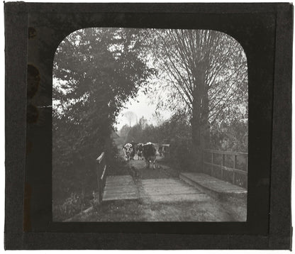 Campagne France, vaches au pâturage, photo plaque de verre, positif 8,5x10 cm