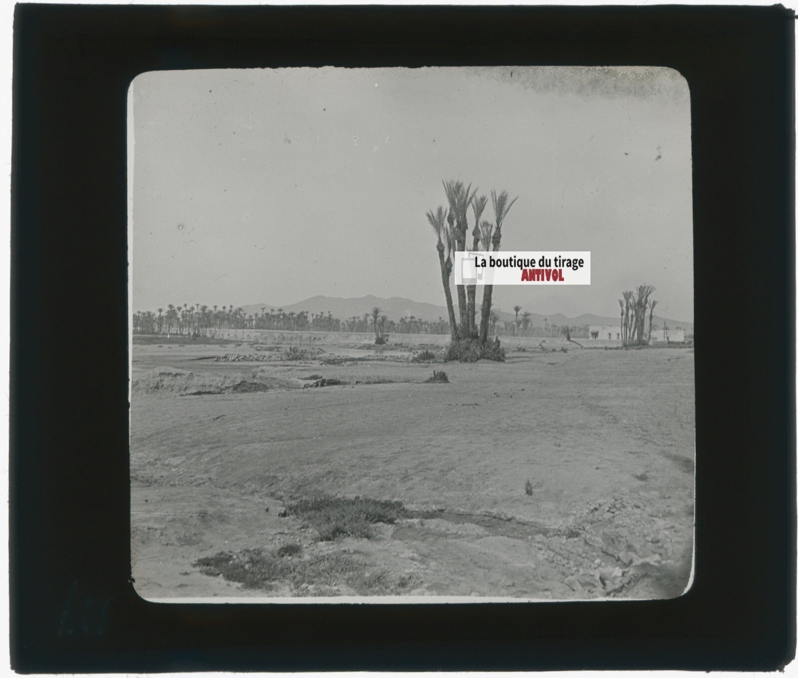 Maghreb, paysage, oasis, photo ancienne plaque de verre, positif 8,5x10 cm