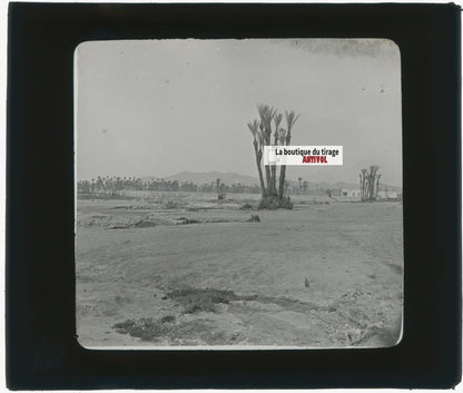 Maghreb, paysage, oasis, photo ancienne plaque de verre, positif 8,5x10 cm