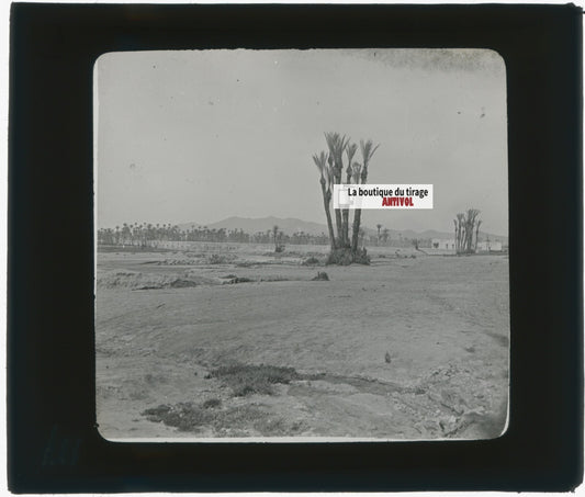 Maghreb, paysage, oasis, photo ancienne plaque de verre, positif 8,5x10 cm