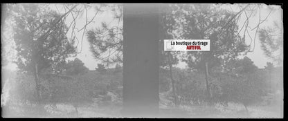 Campagne, nature, Plaque verre stéréoscopie, négatif noir & blanc 4,5x10,7 cm