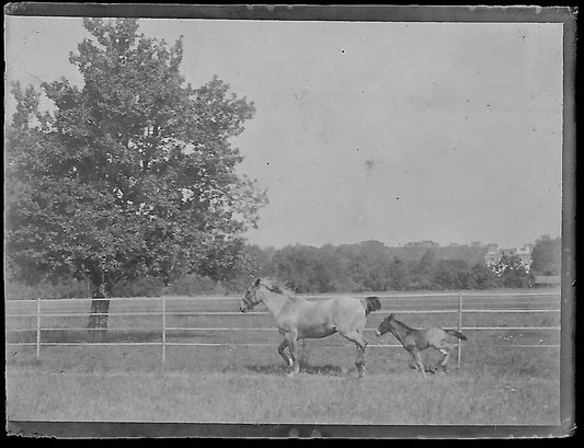 Plaque verre photo ancienne négatif noir et blanc 4x6 cm chevaux poulain vintage