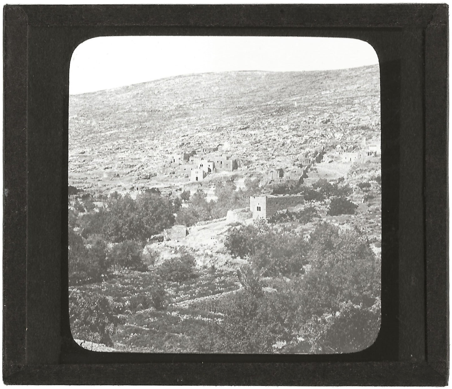 Jardins Salomon Palestine, photo ancienne plaque de verre, positif 8,5x10 cm