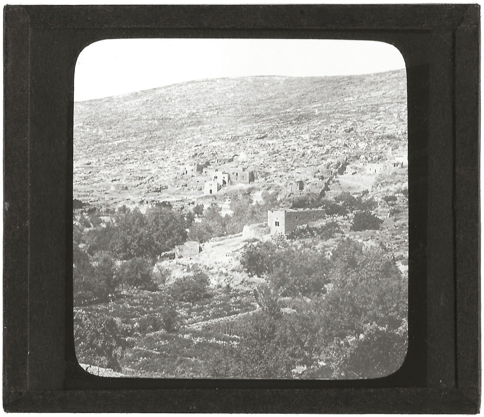 Jardins Salomon Palestine, photo ancienne plaque de verre, positif 8,5x10 cm