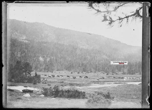 Plaque verre photo ancienne négatif noir et blanc 6x9 cm paysage montagne vaches