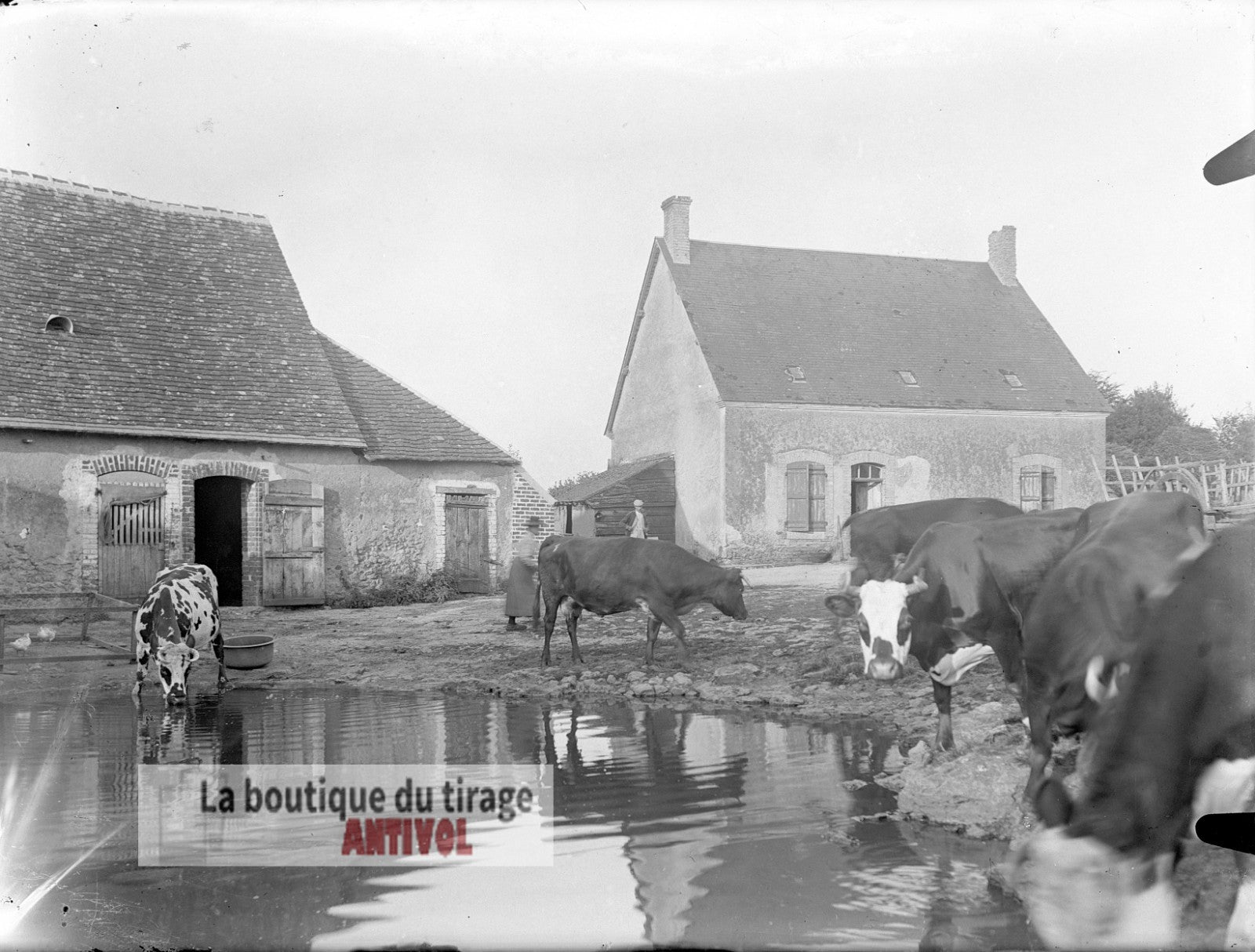 Cour de ferme, vaches, plaque verre, photo ancienne, négatif 9x12 cm