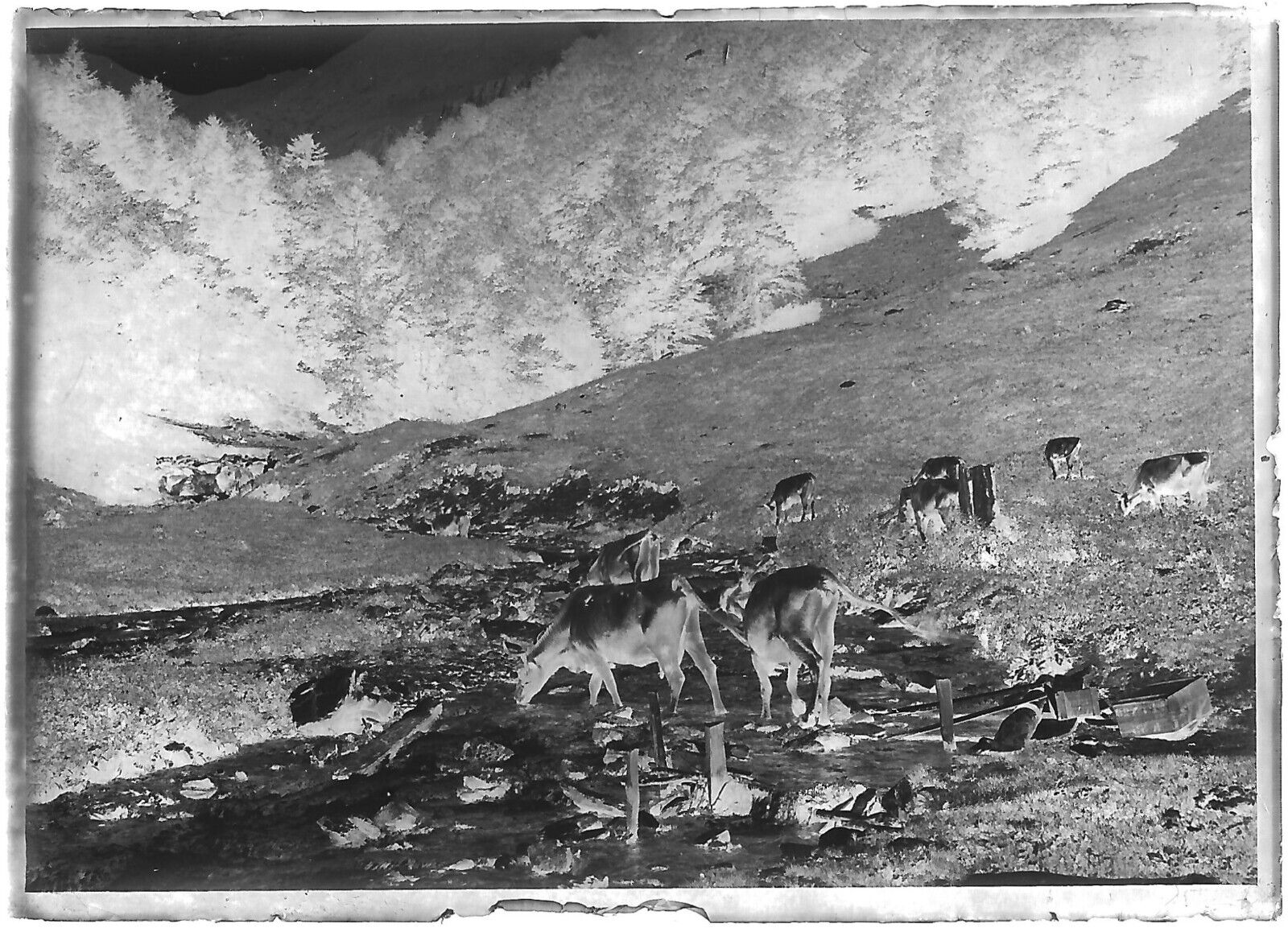 France, Luchon, voyage, photos plaque de verre, lot de 10 négatifs 6x9 cm