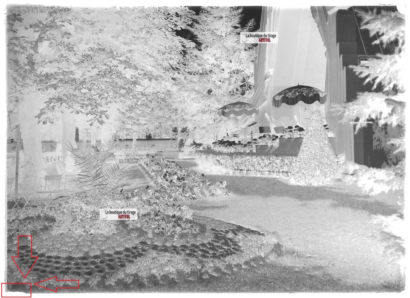 Plaque verre photo ancienne négatif noir et blanc 13x18cm parc public Vittel