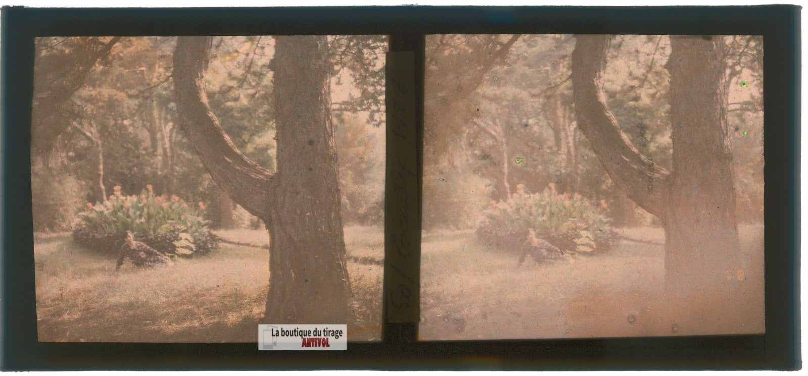Parc, personnage, Écully, plaque verre, photo ancienne stéréo 6x13 cm Autochrome