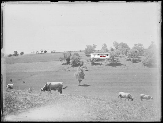 Paysages, vaches, Plaque verre photo ancienne, négatif noir & blanc 9x12 cm