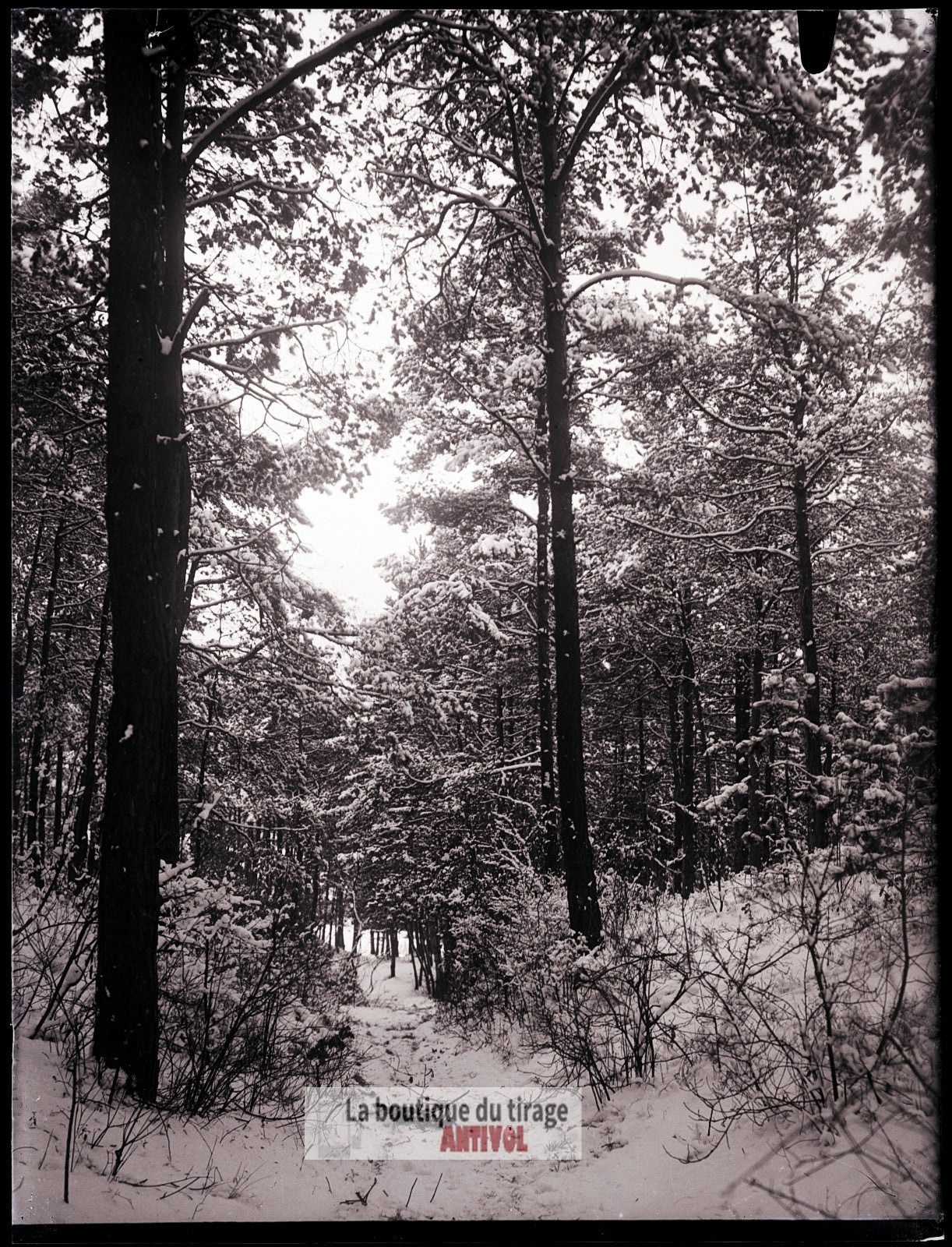 Hiver en forêt, montagne, plaque verre, photo ancienne, négatif 9x12 cm