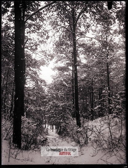 Hiver en forêt, montagne, plaque verre, photo ancienne, négatif 9x12 cm