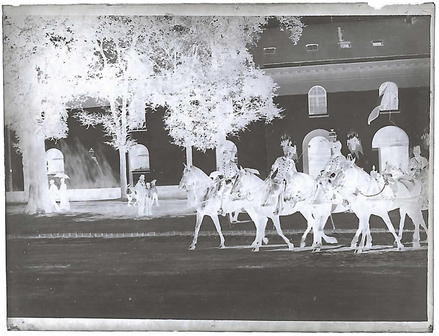 France Bailly, Renard, poulain, photos plaque de verre, lot de 9 négatifs 4x6 cm