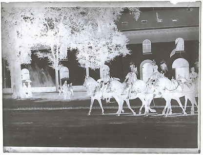 France Bailly, Renard, poulain, photos plaque de verre, lot de 9 négatifs 4x6 cm