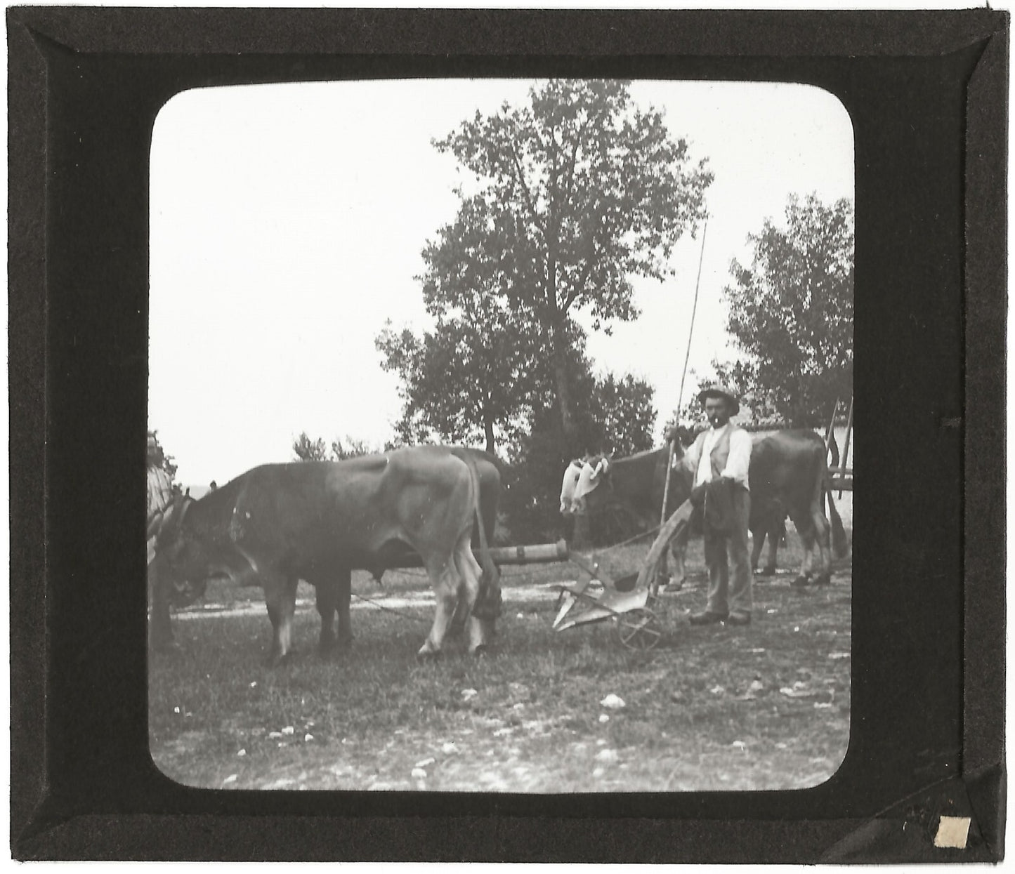 Campagne France, labour boeuf, photo plaque de verre, positif 8,5x10 cm