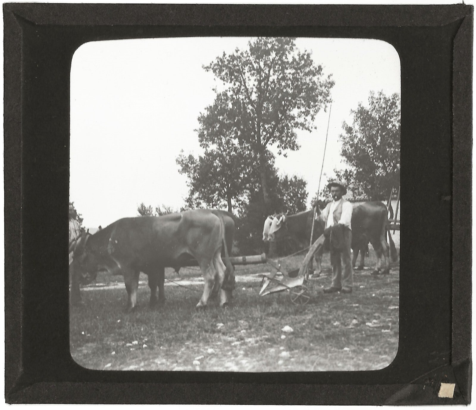 Campagne France, labour boeuf, photo plaque de verre, positif 8,5x10 cm