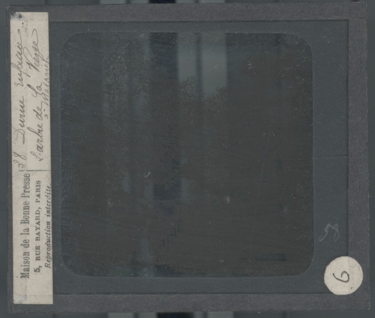 L' Arbre de la Vierge, photo plaque de verre, noir & blanc, positif 8,5x10 cm